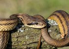 Four-lined Snake.jpg